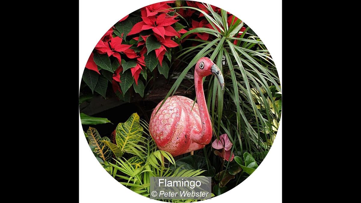 18_Flamingo_Peter Webster